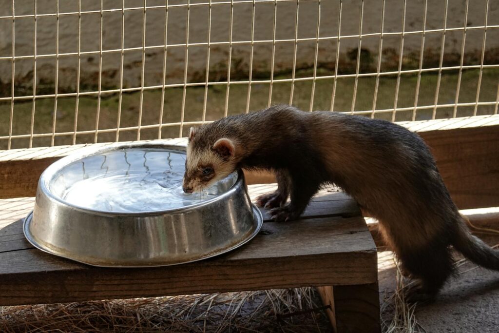 A curious ferret drinks water from a metal bowl in an outdoor enclosure.