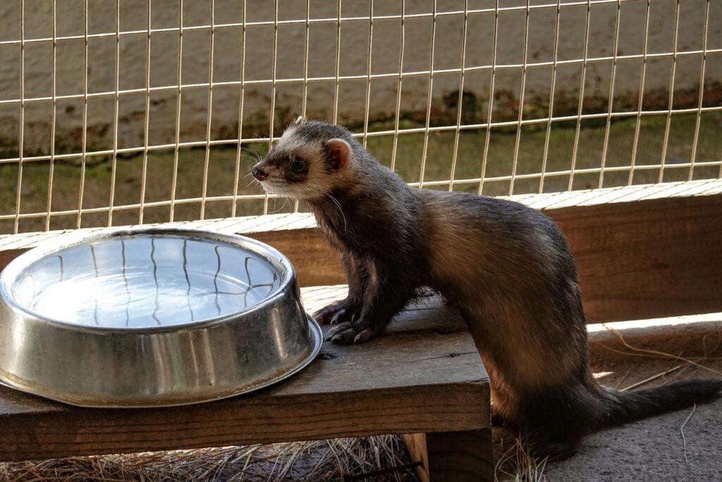 A ferret in captivity stands beside a water bowl inside a cage, captured in natural light.