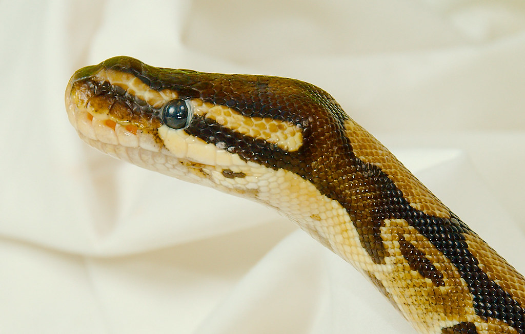 ball python looking up on a ehitr background