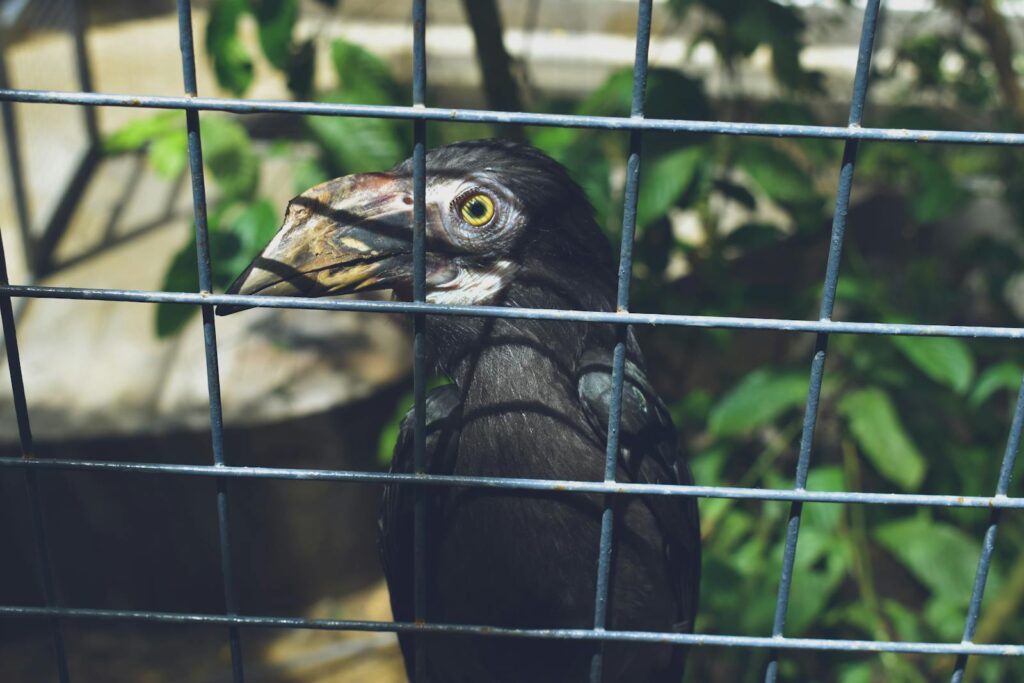 Close-up of a hornbill behind bars, capturing the essence of wildlife in captivity.