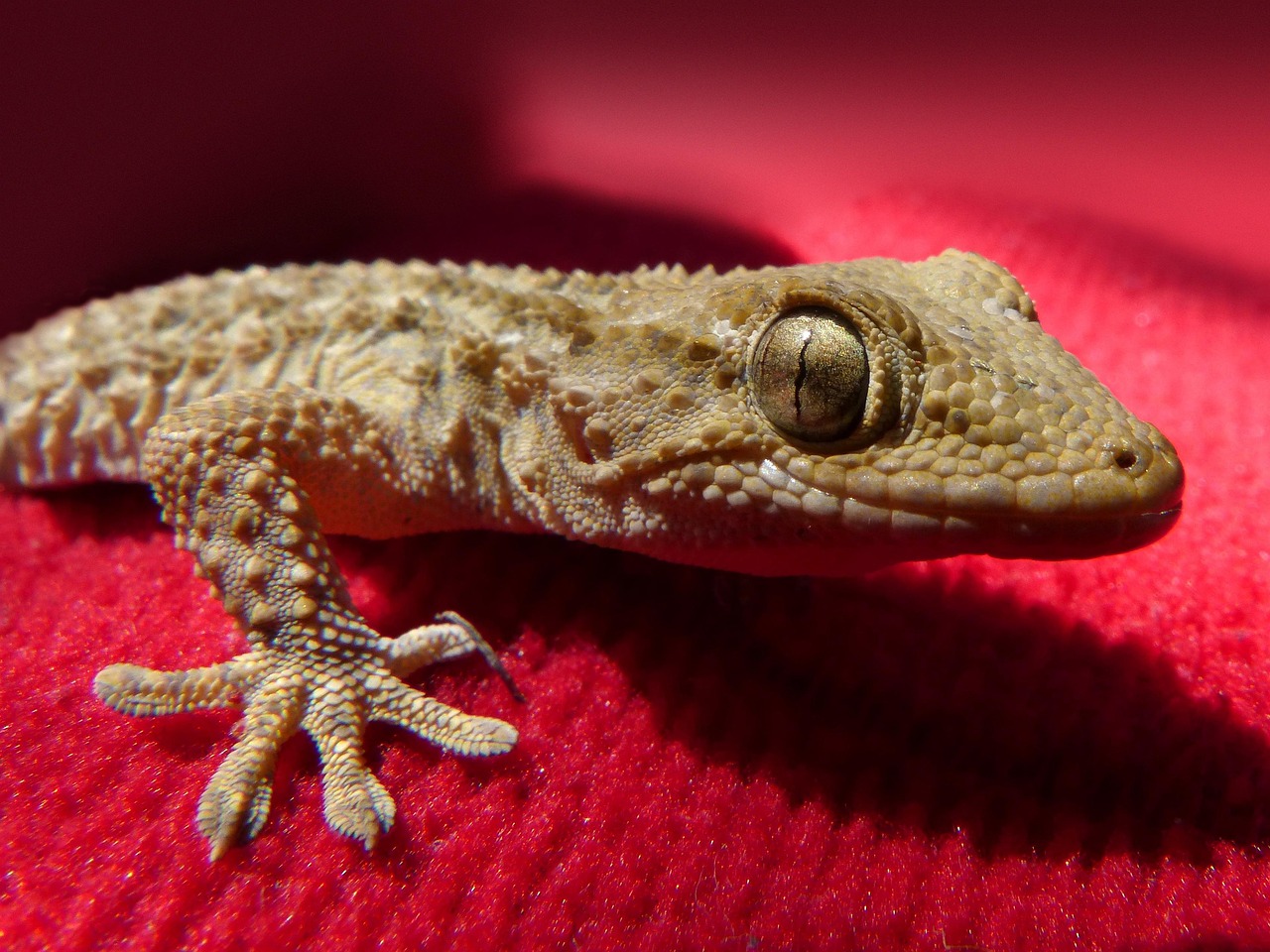 Crested Gecko Vocalizations and What They Mean