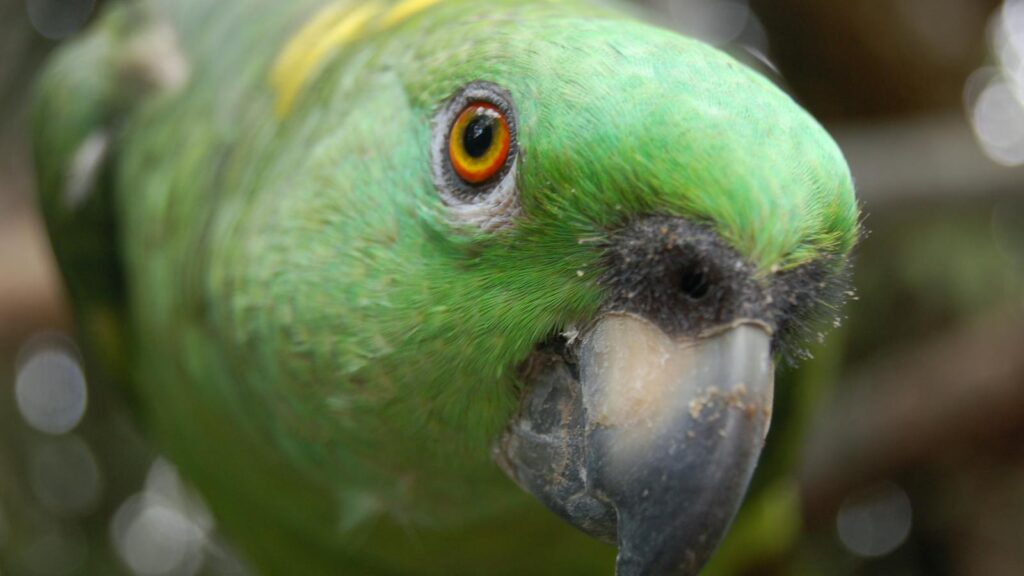 Detailed close-up of a parrot with vivid orange eyes, highlighting its intense gaze and the texture of its green feathers and dark beak.