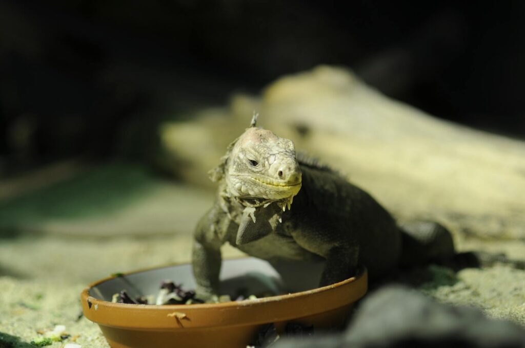 A close-up of an iguana eating from a bowl in an outdoor setting showcasing nature.