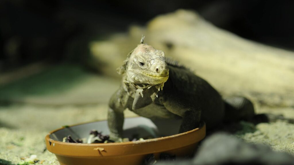 A close-up of an iguana eating from a bowl in an outdoor setting showcasing nature.