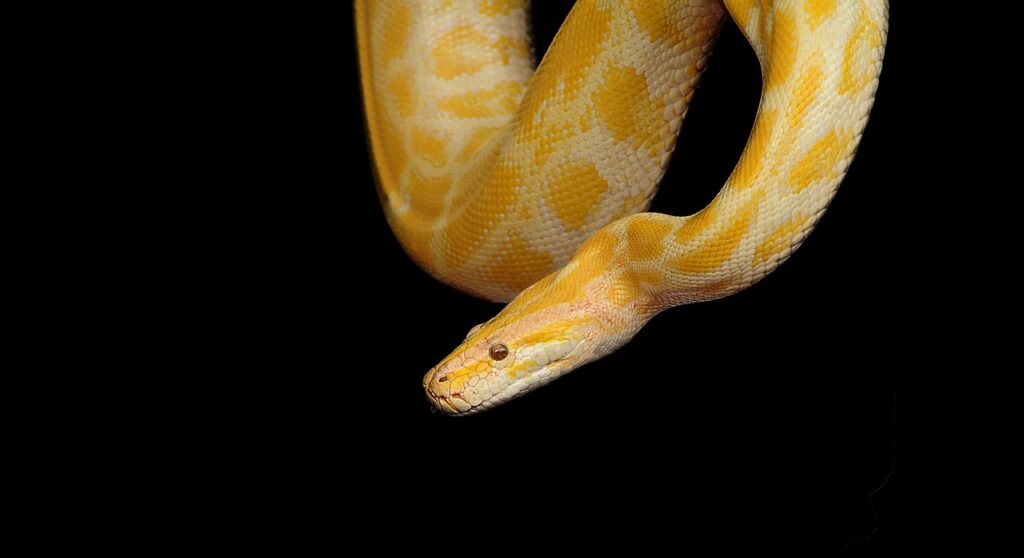 snake, python, yellow python, reptile, animal, nature, fauna, exotic, snake, snake, snake, snake, snake, python, python