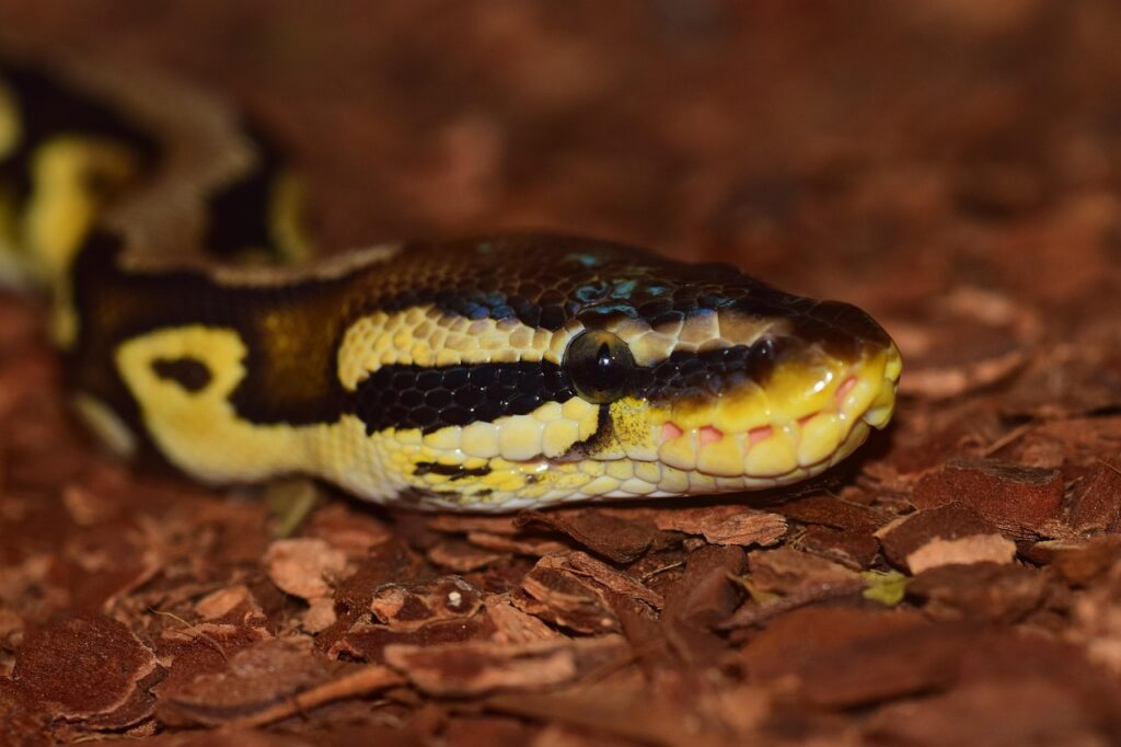 line, nature, choke snake, reptile, python, dandruff, ball python, head, snakehead, exotic, animal
