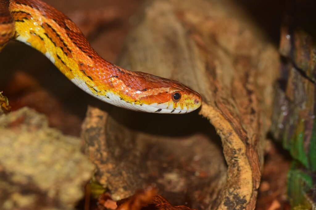 corn snake, line, skin, orange, choke snake, curious, non toxic, terrarium, creature, wildlife, terraristik, dandruff, corn snake, corn snake, corn snake, corn snake, corn snake, skin