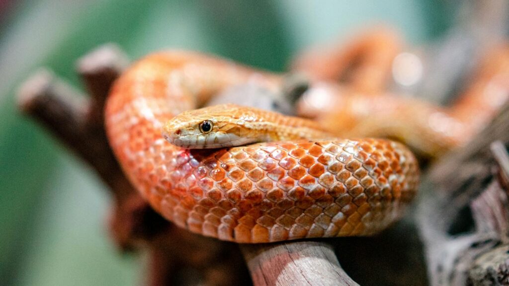 Detailed close-up of a corn snake coiled on a branch, showcasing vibrant scales.