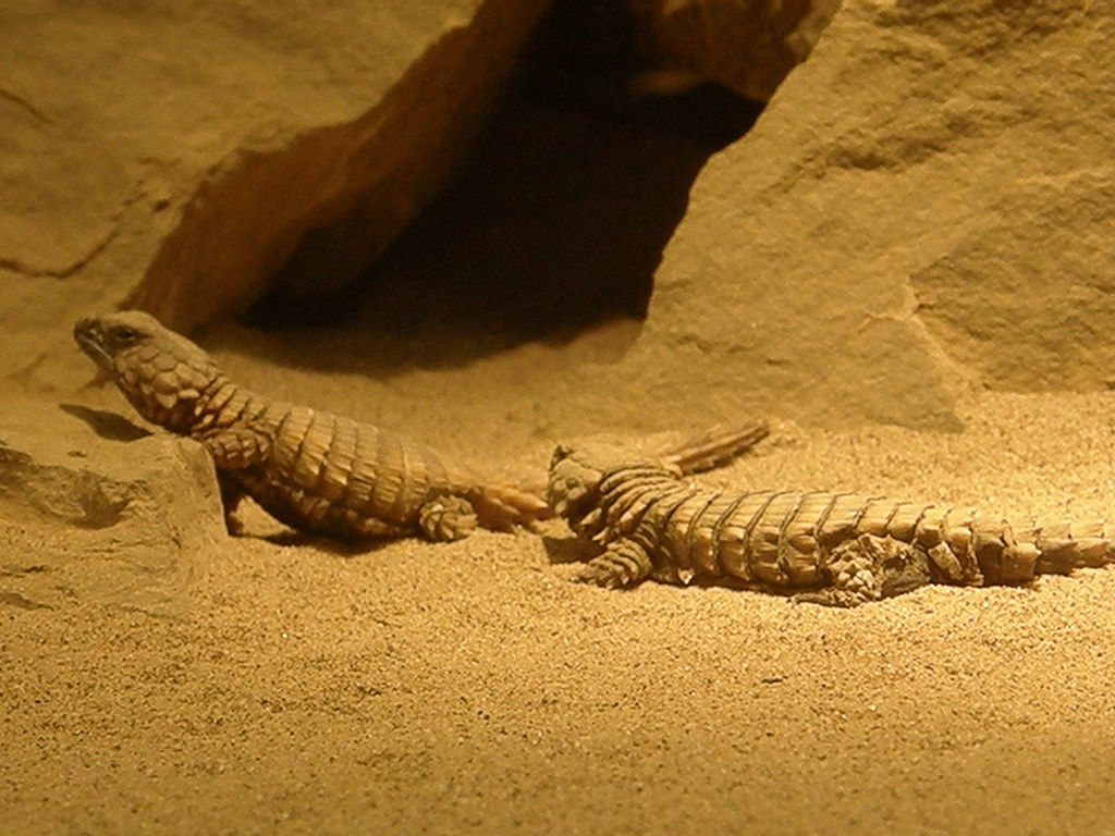 Reptile Sand: Pros and Cons