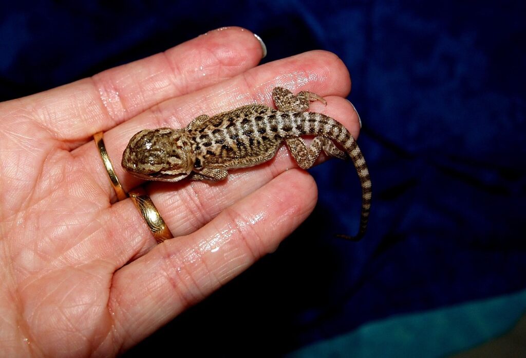 bearded dragon, animals, nature, pogona vitticeps, young