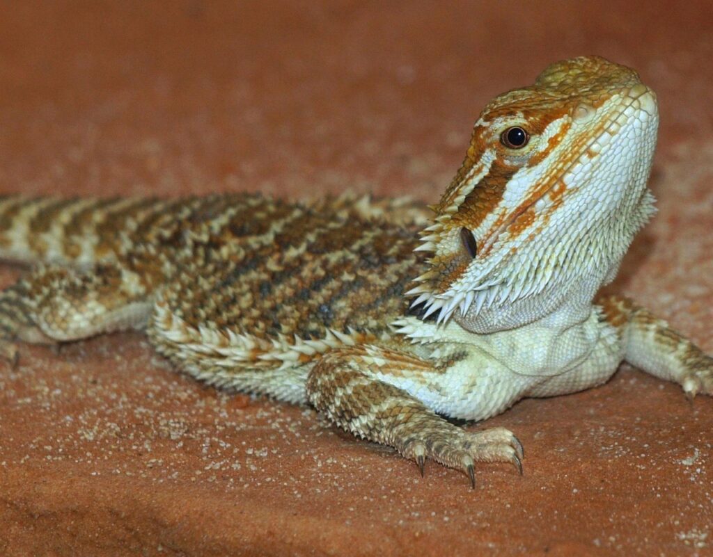 Territorial Behaviors and Dominance Displays