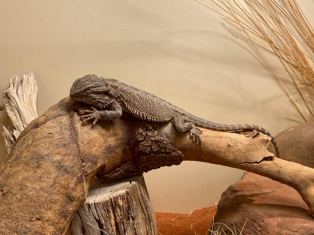 Close-up of a bearded dragon perched on driftwood in Alice Springs.