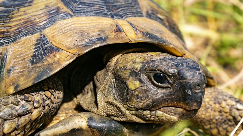Detailed close-up of a tortoise basking in its natural habitat, showcasing texture and color.