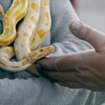 Common Misconceptions About Snake Behavior