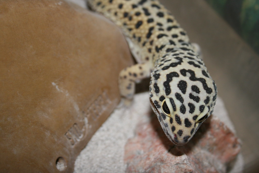 leopard gecko resting on a rock