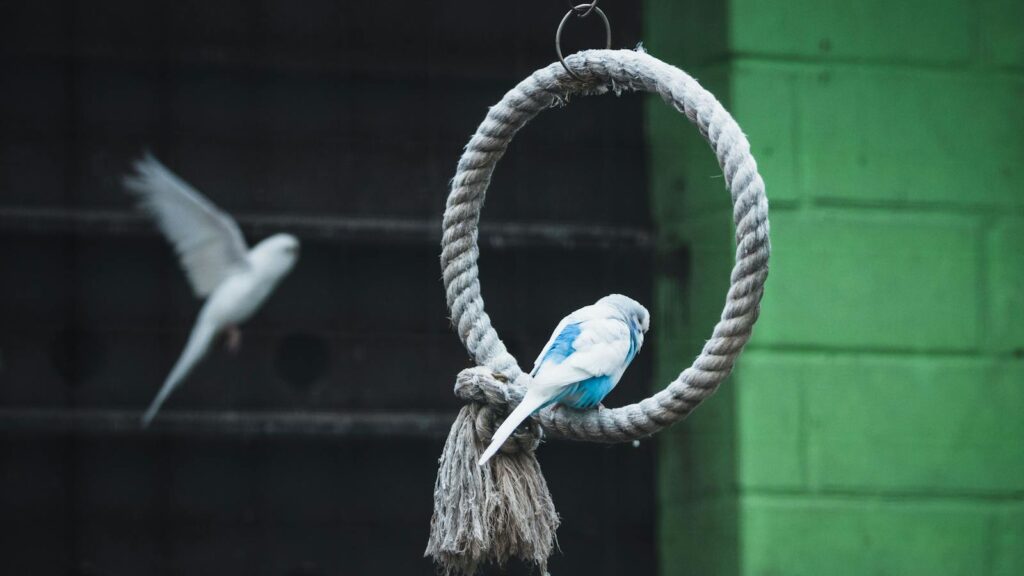 Close-up of a budgerigar on a rope swing, with another budgerigar flying in the background, showcasing vibrant feathers.