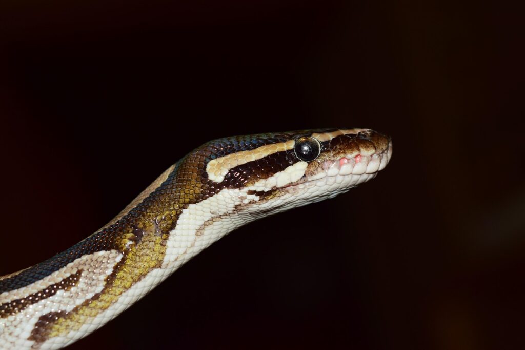 line, ball python, python regius, beauty, brown, ball pyhton, mojave, head, exotic, close up, choke snake, non toxic, boa, dandruff, reptile, mouse hunter, creeping animal, terrarium, terraristik, ball python, ball python, ball python, ball python, ball python