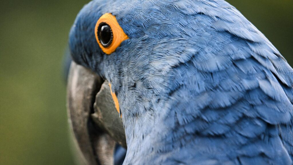 Detailed close-up of a blue macaw showing vibrant feathers and striking eye.