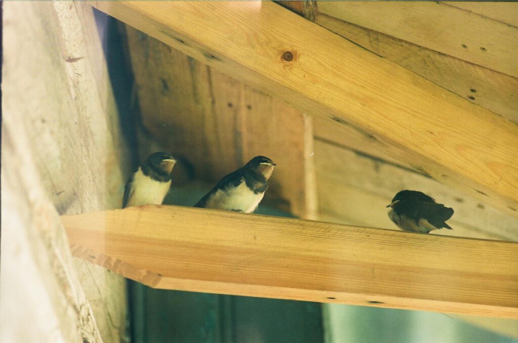 Close-up of swallows perching inside a wooden structure, showcasing natural behavior.