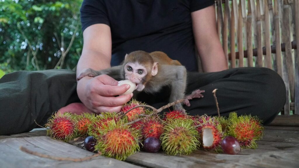 A person feeding a young monkey fresh rambutan fruits on a wooden surface outdoors.