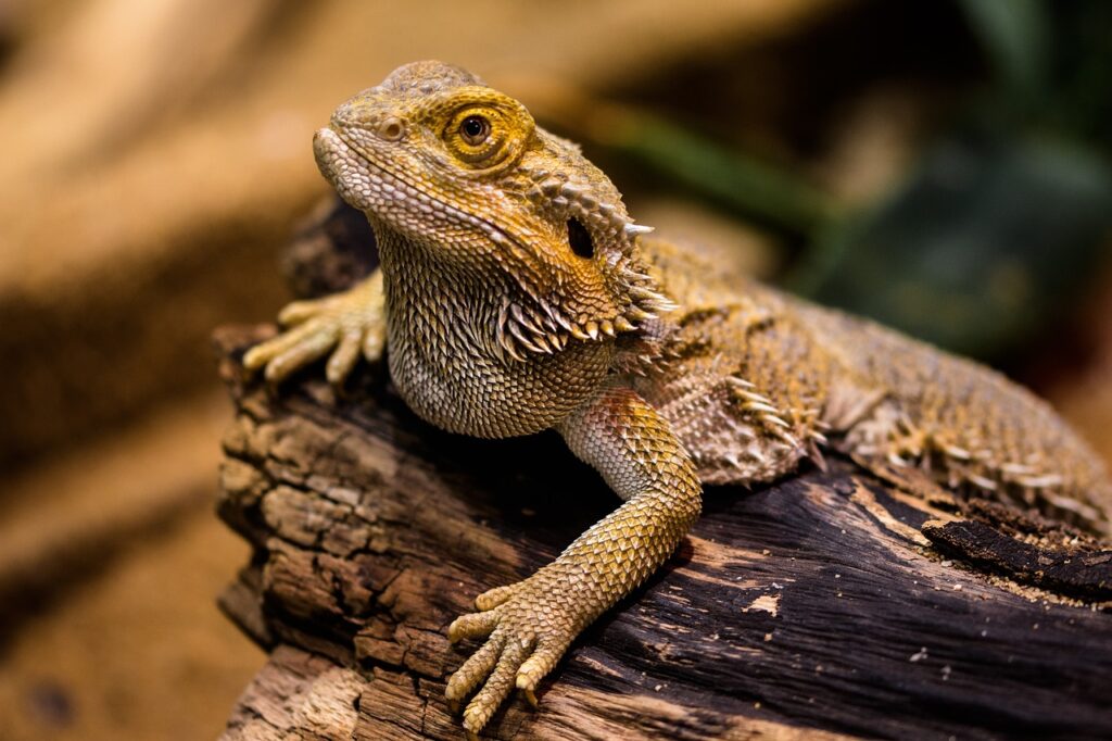 lizard, reptile, dragon, stone, scales, bearded dragon, nature, close up, agame, animal, animal world, wildlife, wildlife photography