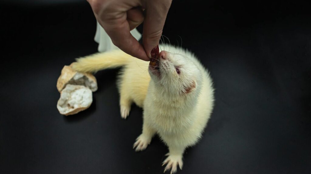 A white ferret reaching up to be fed by a person's hand.