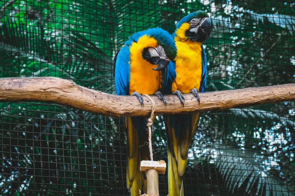 Two stunning blue-and-gold macaws perched on a branch in Foz do Iguaçu, Brazil.