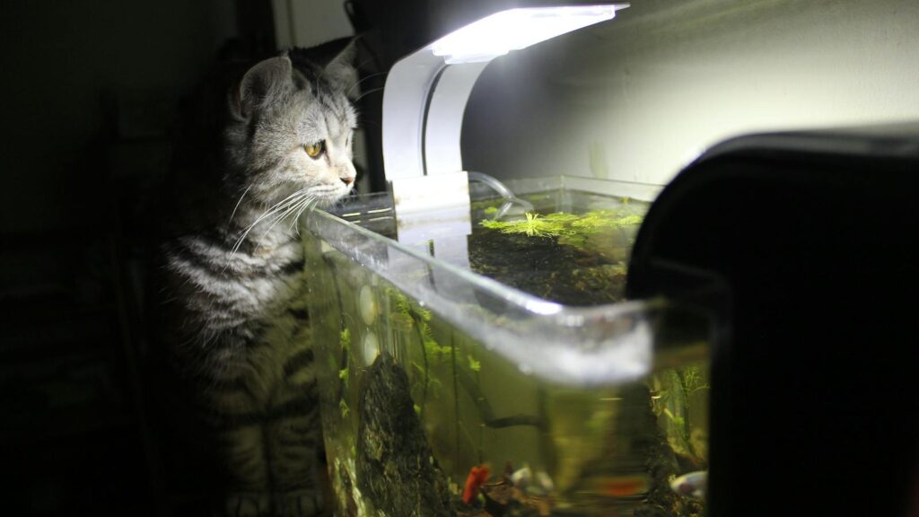 A cat intently watches fish in a brightly lit aquarium, exploring the scene indoors.
