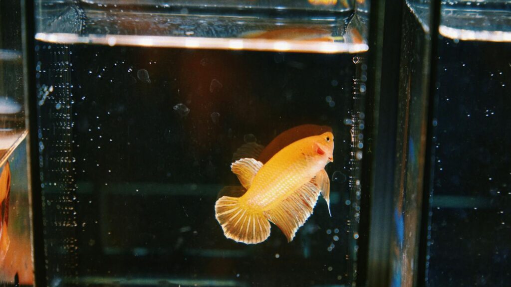 A vibrant yellow Betta fish swimming gracefully in a glass aquarium tank.