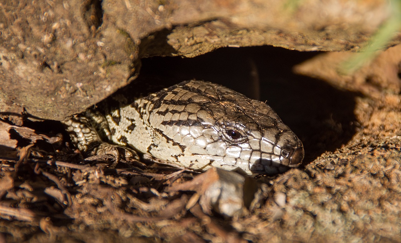 Respecting Reptile Psychology