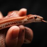 Captivating close-up of a corn snake being gently held, highlighting its vibrant scales.