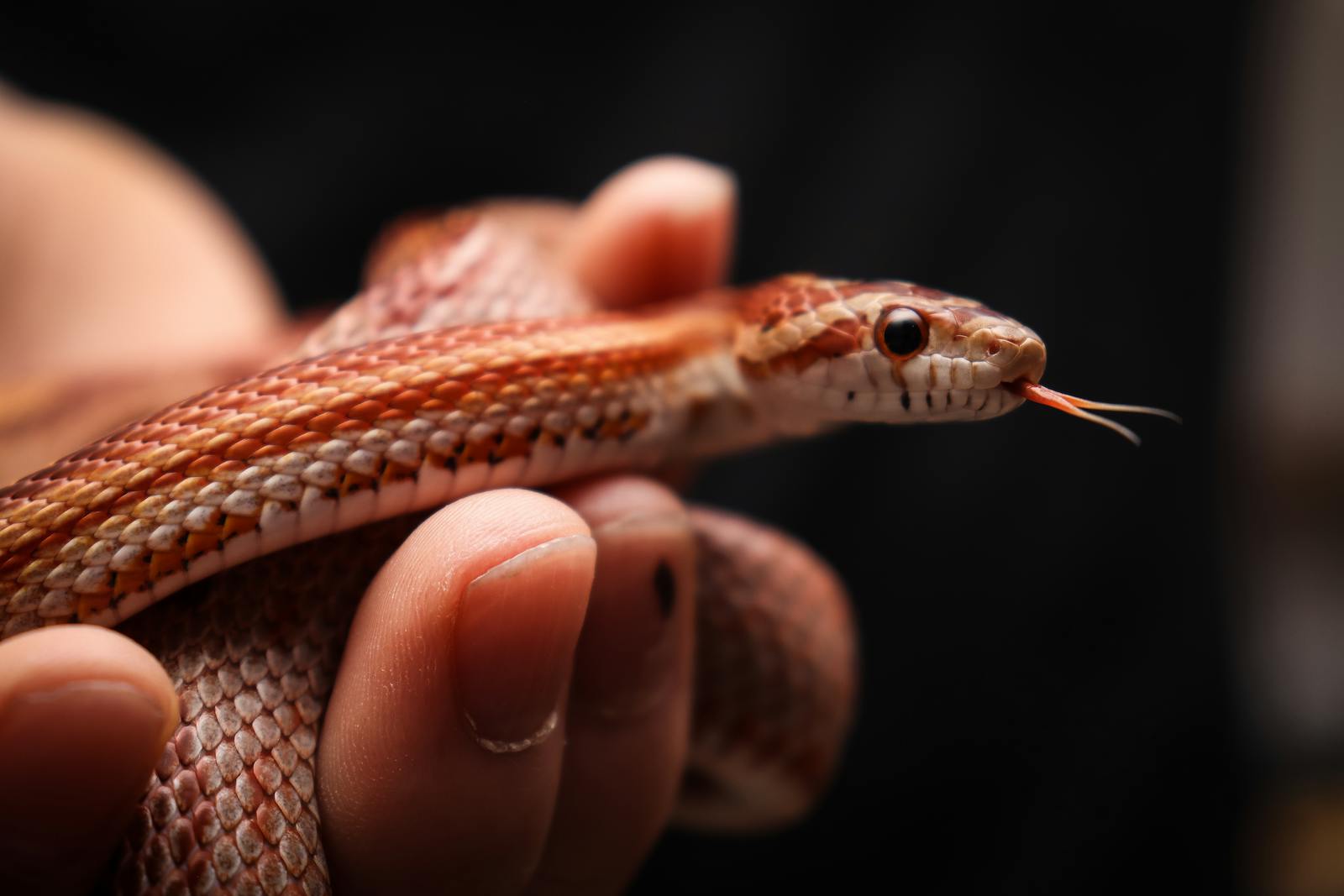 Captivating close-up of a corn snake being gently held, highlighting its vibrant scales.