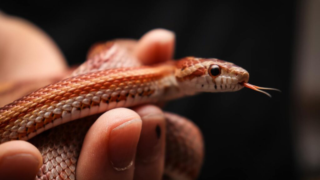 Captivating close-up of a snake being gently held, highlighting its vibrant scales.