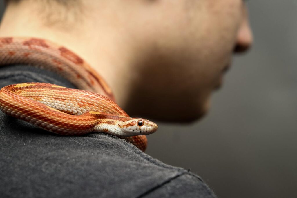 A corn snake rests on a man's shoulder, showcasing its vibrant red and orange scales in close-up detail.