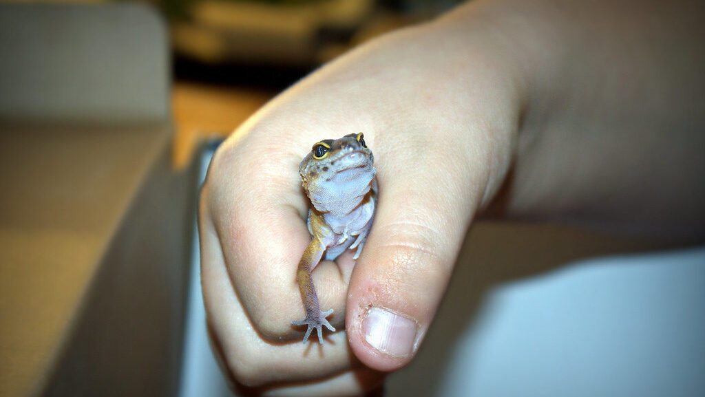 man holding a Leopard Gecko