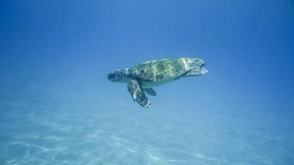 tortoise, water turtle, portrait, animal, tank, wild, greece, big turtle, sea, vacation, reptiles, island, underwater, nature, underwater world, nemo, swim, flying, freedom, vacations, zakynthos, zante