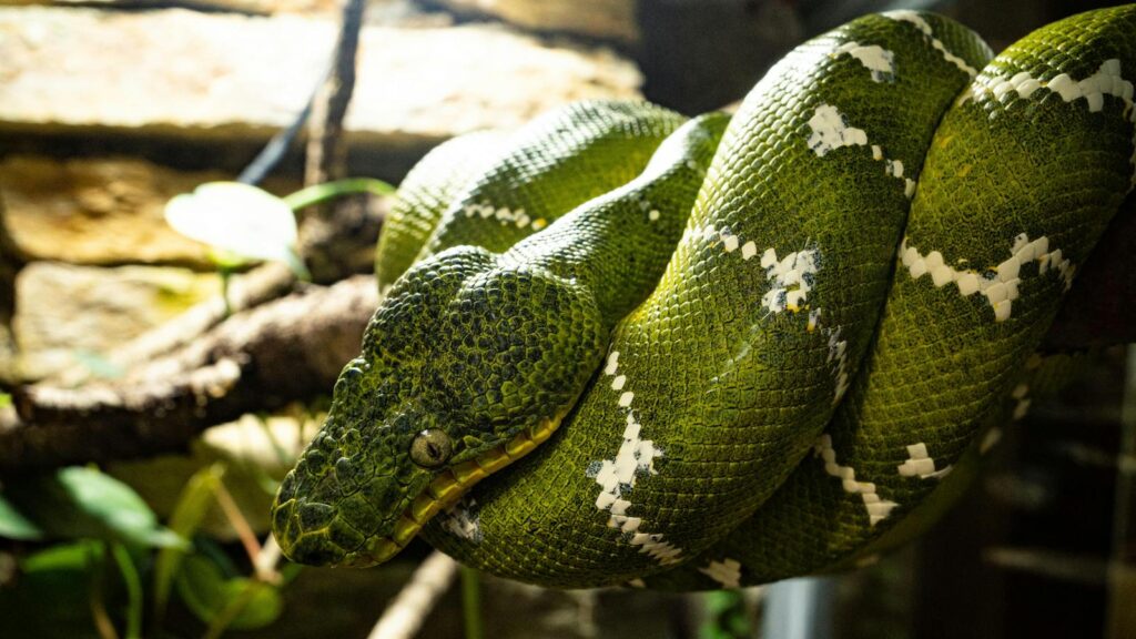 Detailed close-up of a vibrant green tree python in its natural habitat at a French zoo.
