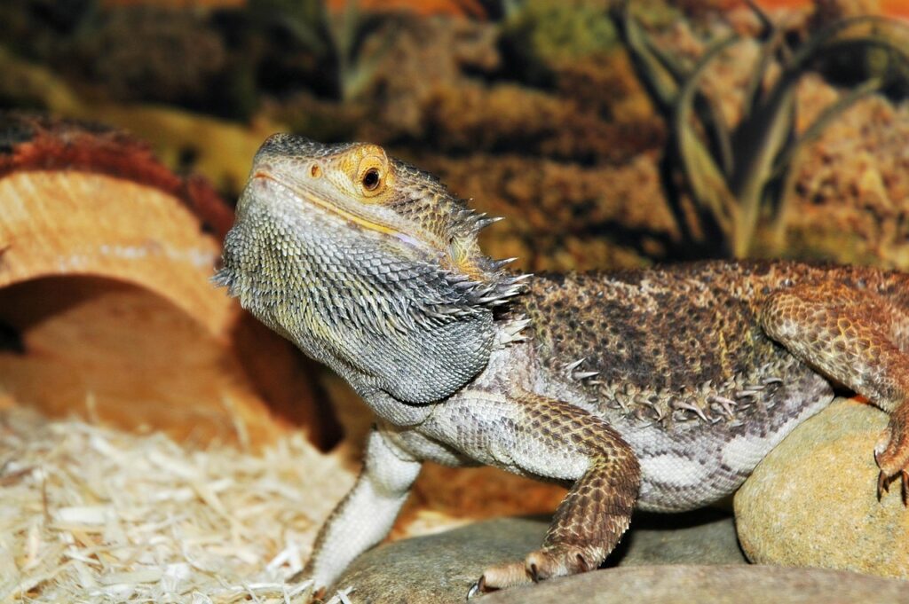 lizard, pet, dragon, bearded, brown dragon