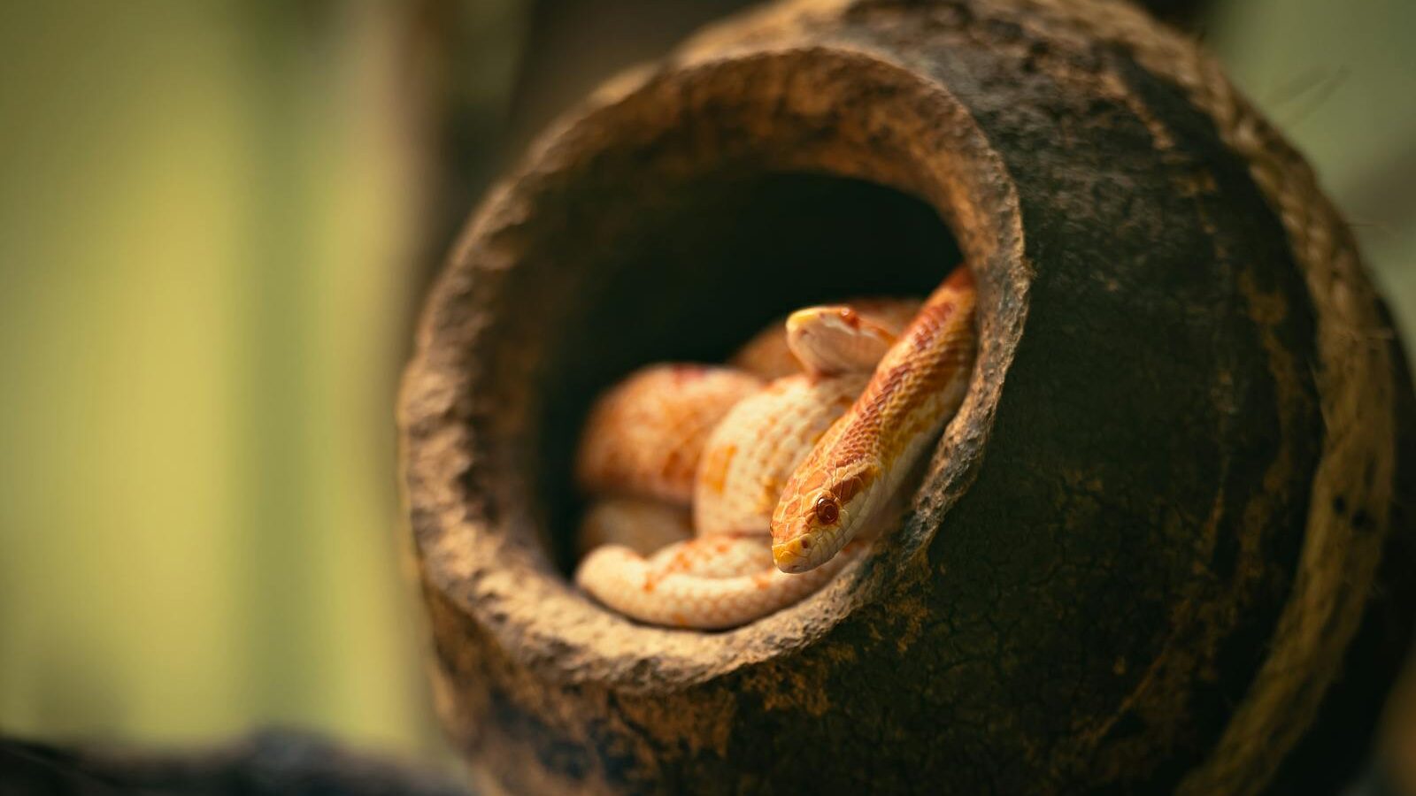 Close-up of a corn snake coiled in a hollow log. Captivating nature shot.