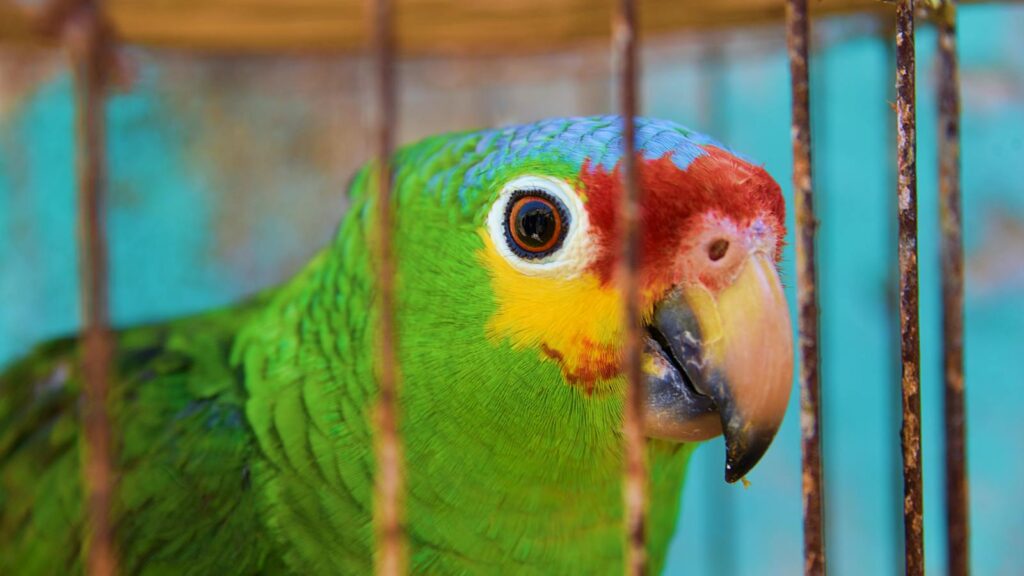 Close-up of a vibrant green parrot in a cage, showcasing its vivid feathers and beak.