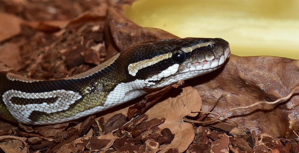 line, python, python regius, nature, mojave, close up, animal, reptile, choke snake, dandruff, terrarium, ball python, creature, boa, beauty, foraging, mojave python, exotic, snakehead, animal portrait, pattern, portrait, royal python