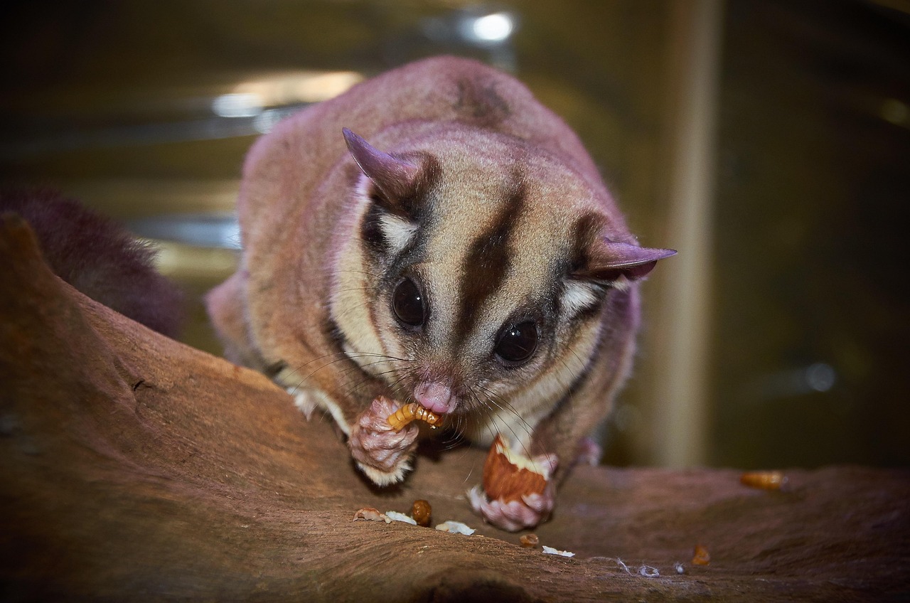 australian wildlife, sugar glider, creature, claws, native, animal, nature, whiskers, threatened, rare, paws, sugar glider, sugar glider, sugar glider, sugar glider, sugar glider