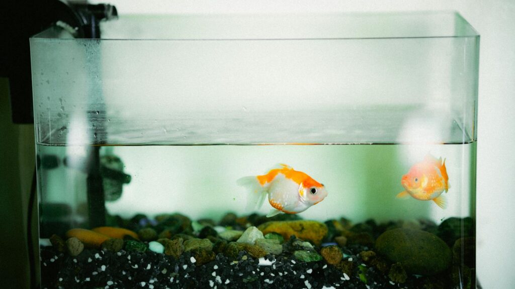 Two goldfish swimming peacefully in a home aquarium with colorful rocks.