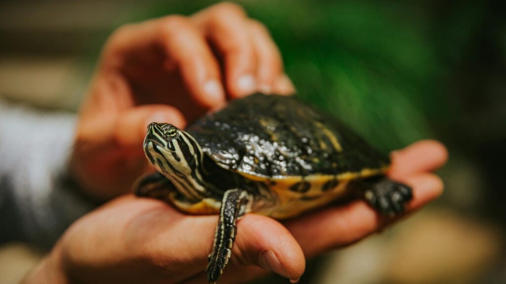 A turtle carefully held in hands, emphasizing care and nature.