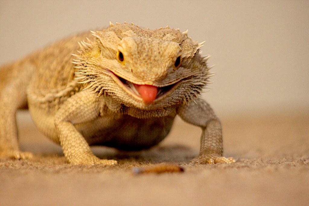 bearded dragon in front of a mealworm