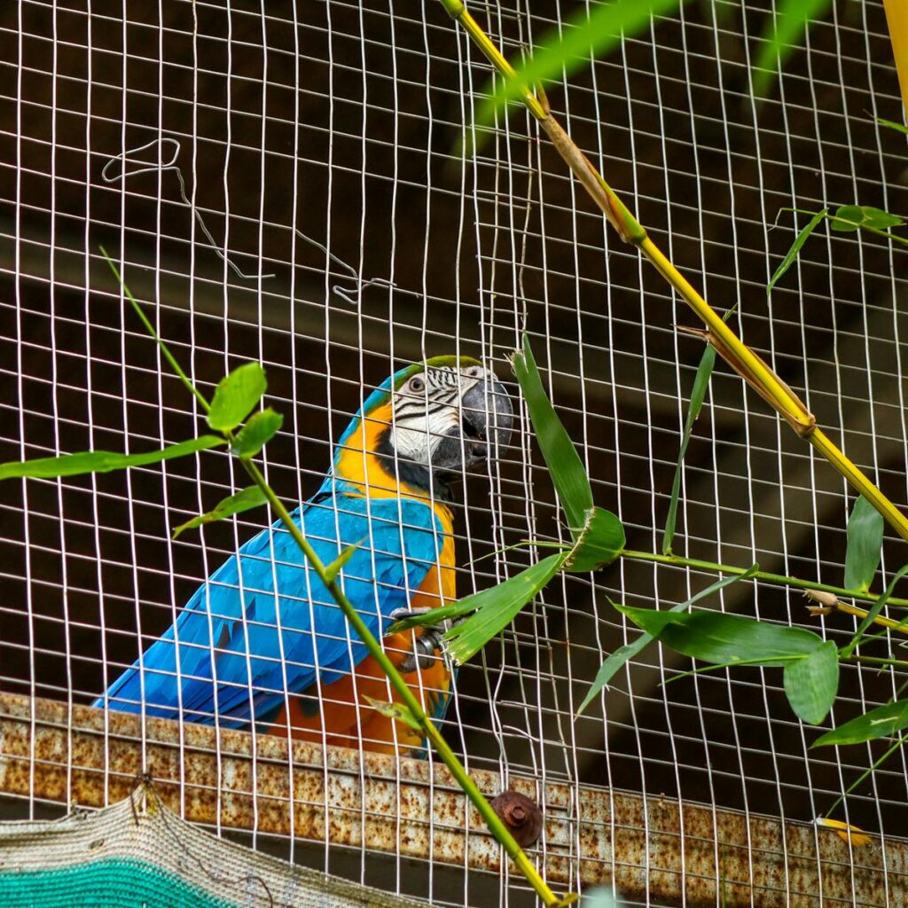 Vibrant blue and gold macaw perched inside a cage surrounded by green leaves.