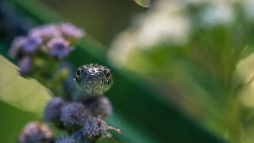 Captivating close-up of a snake slithering through wildflowers in natural habitat.