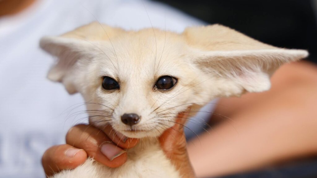 Close-up photo of a cute fennec fox being gently held by a person's hand.