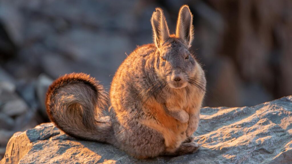 Close-up of a Southern Viscacha basking in the sun on a rocky surface.