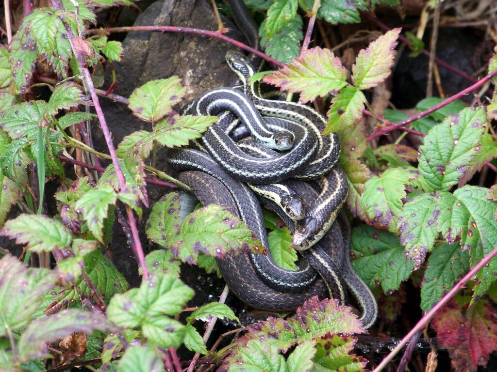 Natural Social Behaviors in Wild Reptiles